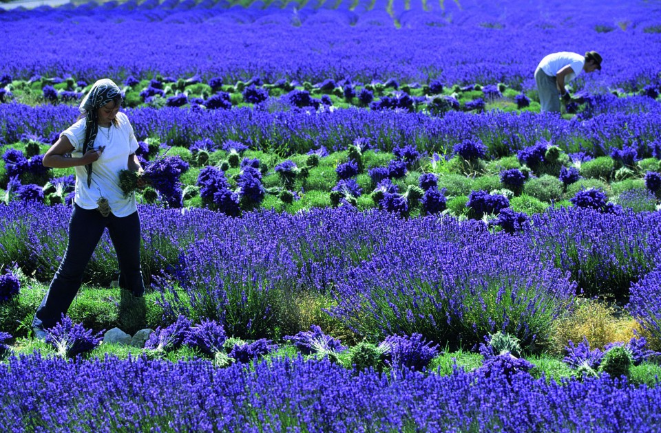 Junge Menschen bei der Ernte in einem Lavendelfeld. Lavendel blüht von Ende Juni bis Mitte September zwischen 300 und 1.500 Metern Höhe und wird meistens in der Kosmetik Industrie verwendet (©ATO UT FRAN http://www.linea-futura.de/wp-content/uploads/2011/05/20097928_Kweb-960x630.jpg