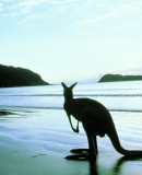 Australien – eine eigene Welt