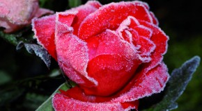 Rund um den Garten - 