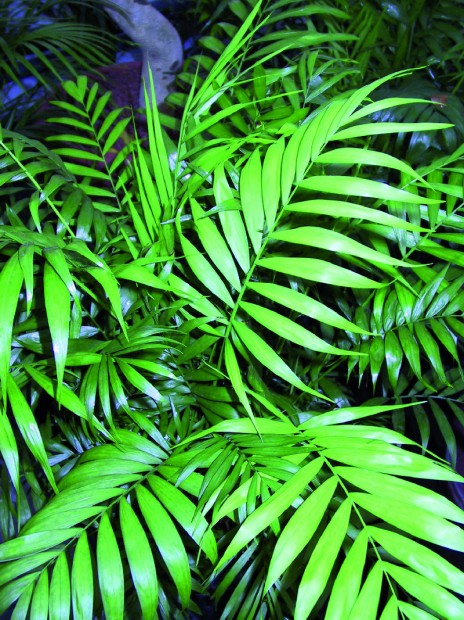 ChamaedoreA (Bergpalme) Standort: hell bis halbschattig; hervorragender ‚Schadstoff-Fresser‘; widerstandsfähig gegen Schädlingsbefall; gute Reinhaltung der Luft; vermittelt tropisches Flair http://www.linea-futura.de/wp-content/uploads/2012/01/GKR-Bergpalme-464x620.jpg