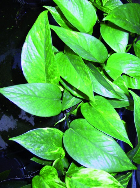 Epipremnum aureum (Efeutute) Standort: halbschattig bis dunkel; pflegeleicht; widerstandsfähig gegen Schädlinge; wächst schnell, sehr robust, entfernt Formaldehyd http://www.linea-futura.de/wp-content/uploads/2012/01/GKR-Epipremium-464x620.jpg