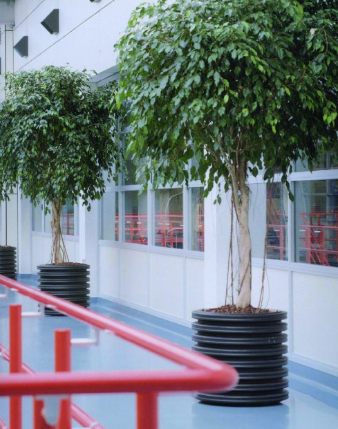 GKR Ficus Benjamina 'Exotica' Baum http://www.linea-futura.de/wp-content/uploads/2012/01/GKR-Ficus-Benjamina-Exotica-Baum-489x620.jpg