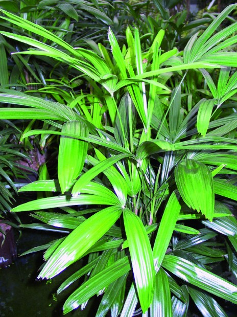 Rhapis excelsa (Steckenpalme) Standort: hell bis halb- schattig; langsam wachsend; äußerst pflegeleicht; gute Klima verbessernde Eigenschaften; reinigt die Luft von Ammoniak und Formaldehyd http://www.linea-futura.de/wp-content/uploads/2012/01/GKR-RaphisPalme-464x620.jpg