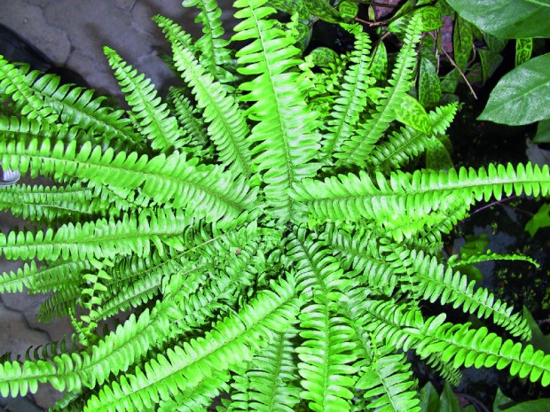 Nephrolepis (Schwertfarn) Standort: hell bis halbschattig, hervorragender Luftentgifter u. -befeuchter; selten Schädlinge; beruhigende Wirkung; entfernt am besten Formaldehyd http://www.linea-futura.de/wp-content/uploads/2012/01/GKR-Schwertfarn-620x465.jpg