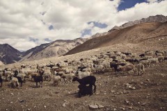 Ladakh (c) Max Höll